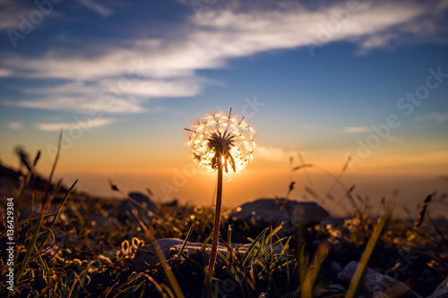 Dandelion silhouette against sunset