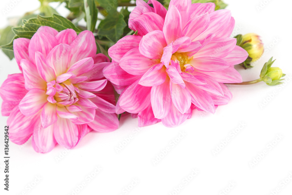 Pink dahlia flowers isolated on white background 