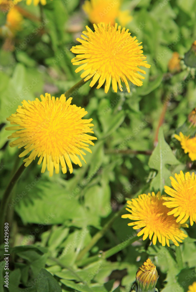 Yellow dandelions on the green field in spring Yellow dandelions on the green field in spring