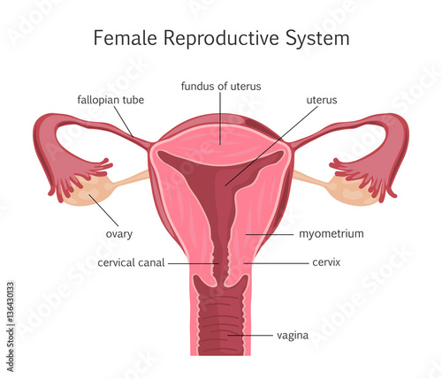 Female Reproductive System photo