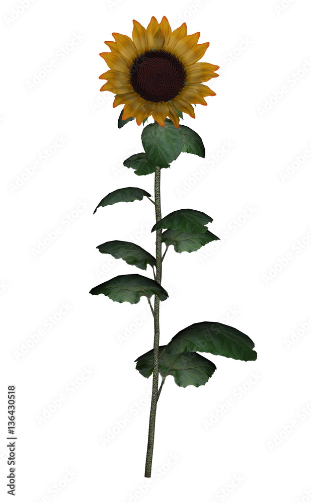 Fototapeta premium Golden sunflower - 3D render