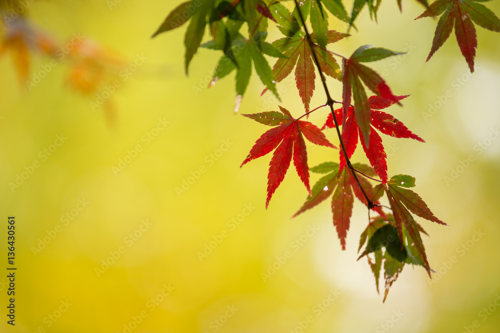 紅葉 紅葉