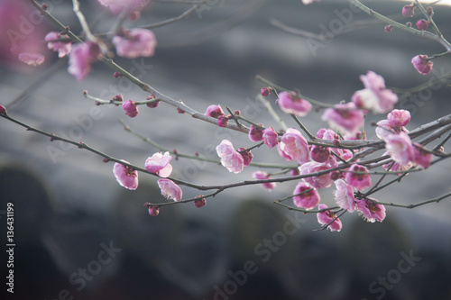 Plum Flowers in the winter