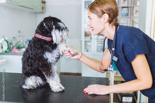 Happy veterinarian and miniature schnauzer.