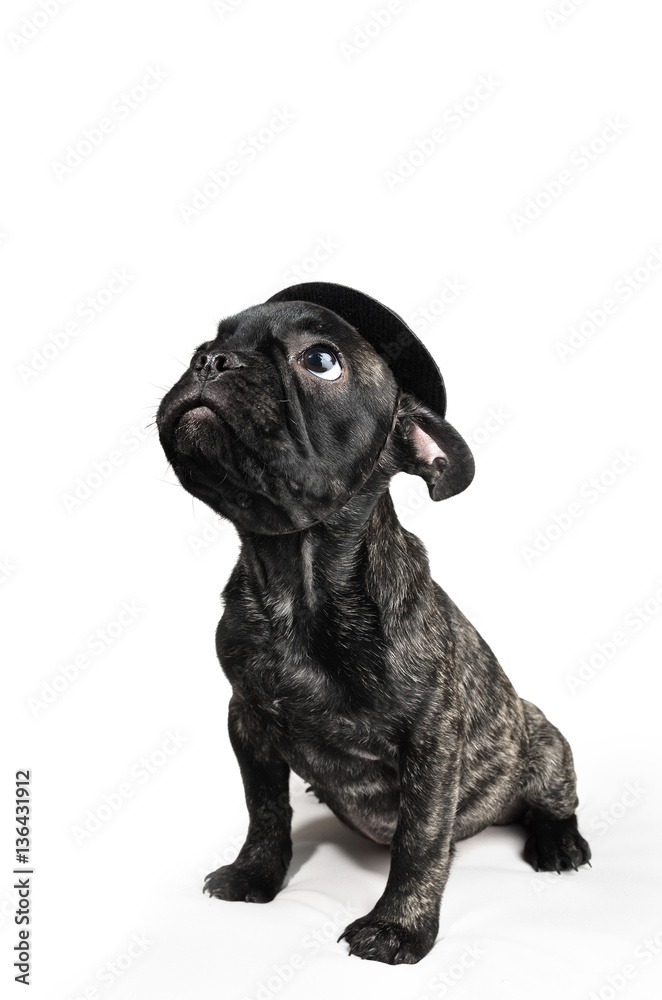 French bulldog puppy wearing a hat over white background