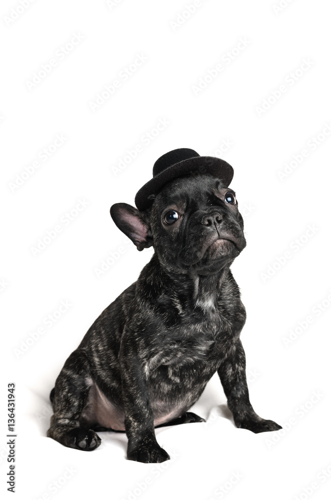 French bulldog puppy wearing a hat over white background