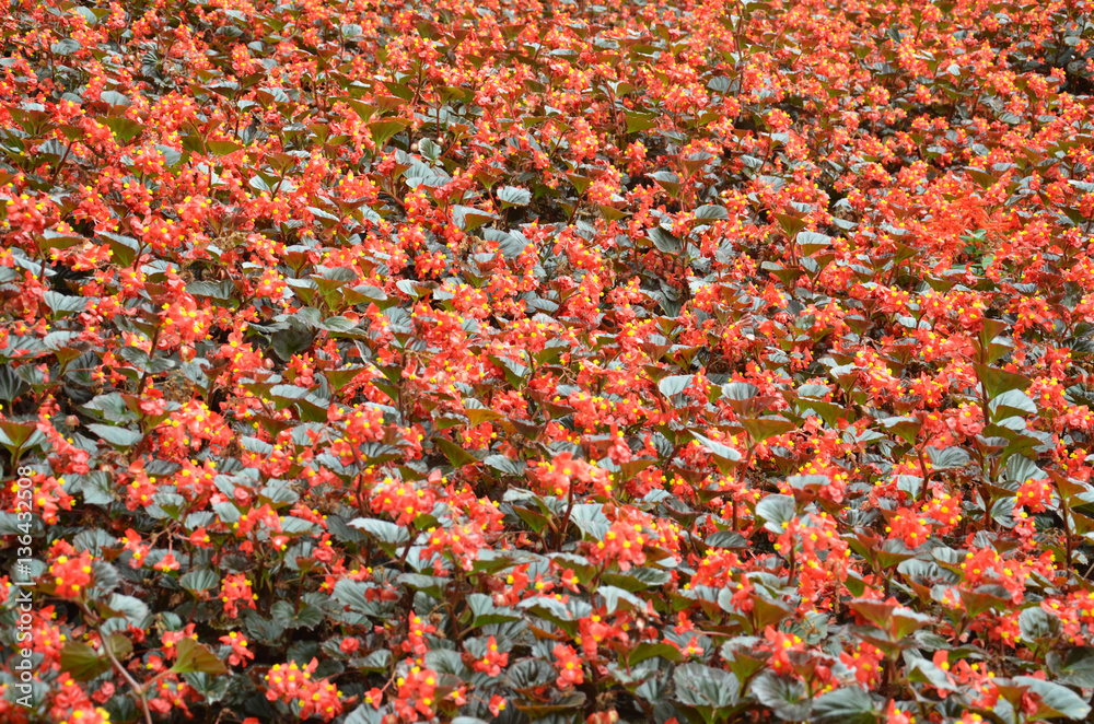 Flowers begonia. Begonia is a flower of extraordinary beauty Flowers begonia. Begonia is a flower of extraordinary beauty