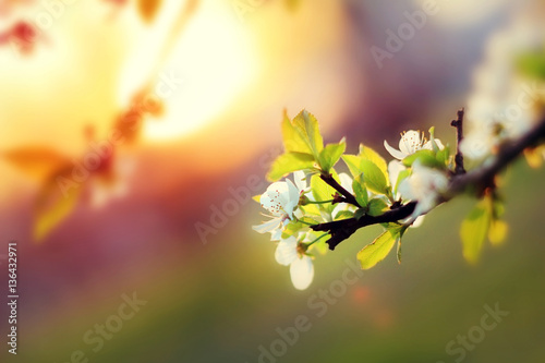 Sunset. Spring blooming white cherry flowers on a blurred backgr
