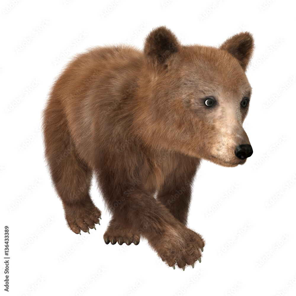 Fototapeta premium 3D Rendering Brown Bear Cub on White