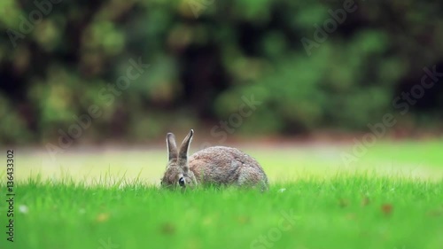 Cute wild rabbit close up eating the grass, filmed at grass level for 30 seconds photo