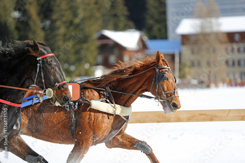 Fototapeta Naklejka Na Ścianę i Meble -  Rennpferde