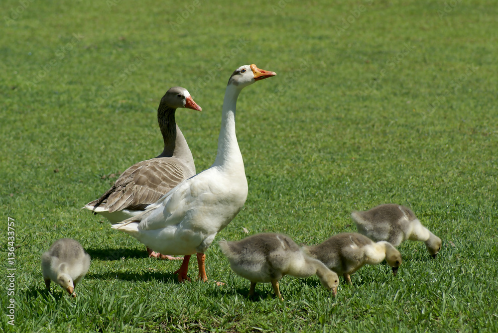 Family Geese. Geese are waterfowl belonging to the tribe Anserini of the family Anatidae. This tribe comprises the genera Anser (the grey geese), Branta (the black geese) and Chen (the white geese). Family Geese. Geese are waterfowl belonging to the tribe Anserini of the family Anatidae. This tribe comprises the genera Anser (the grey geese), Branta (the black geese) and Chen (the white geese).