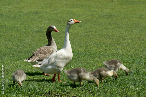 Family Geese. Geese are waterfowl belonging to the tribe Anserini of the family Anatidae. This tribe comprises the genera Anser (the grey geese), Branta (the black geese) and Chen (the white geese).