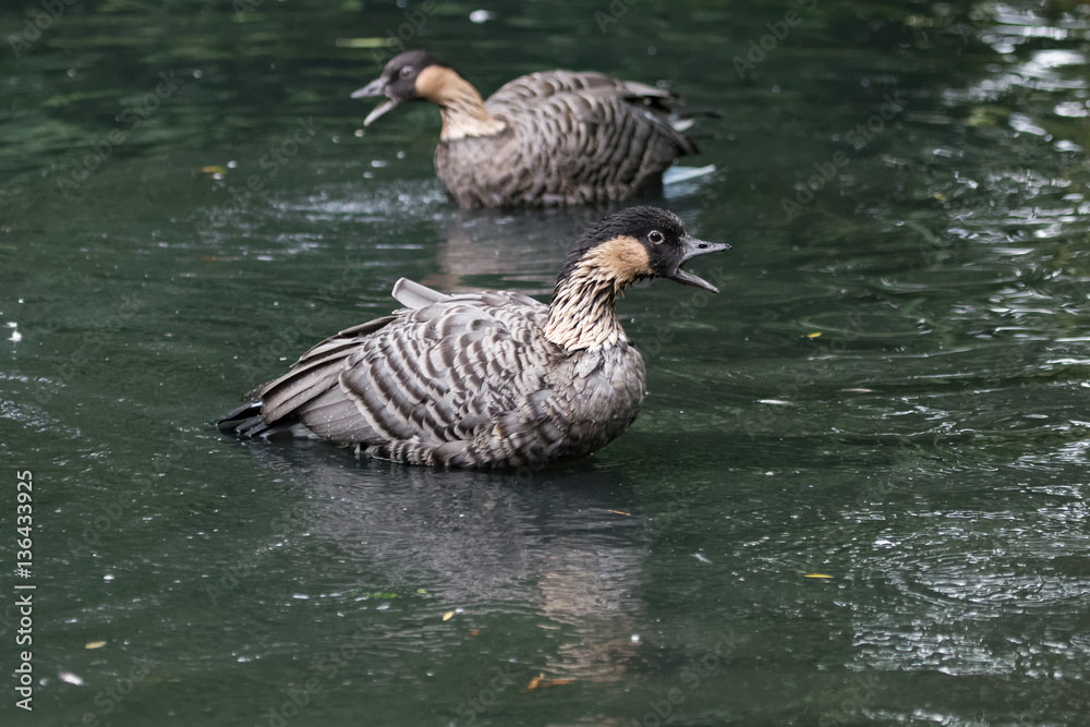 Obraz premium Bernache néné
