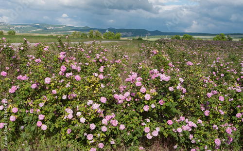 field of blooming pink damask roses at Bakhchisaray, Crimea photo