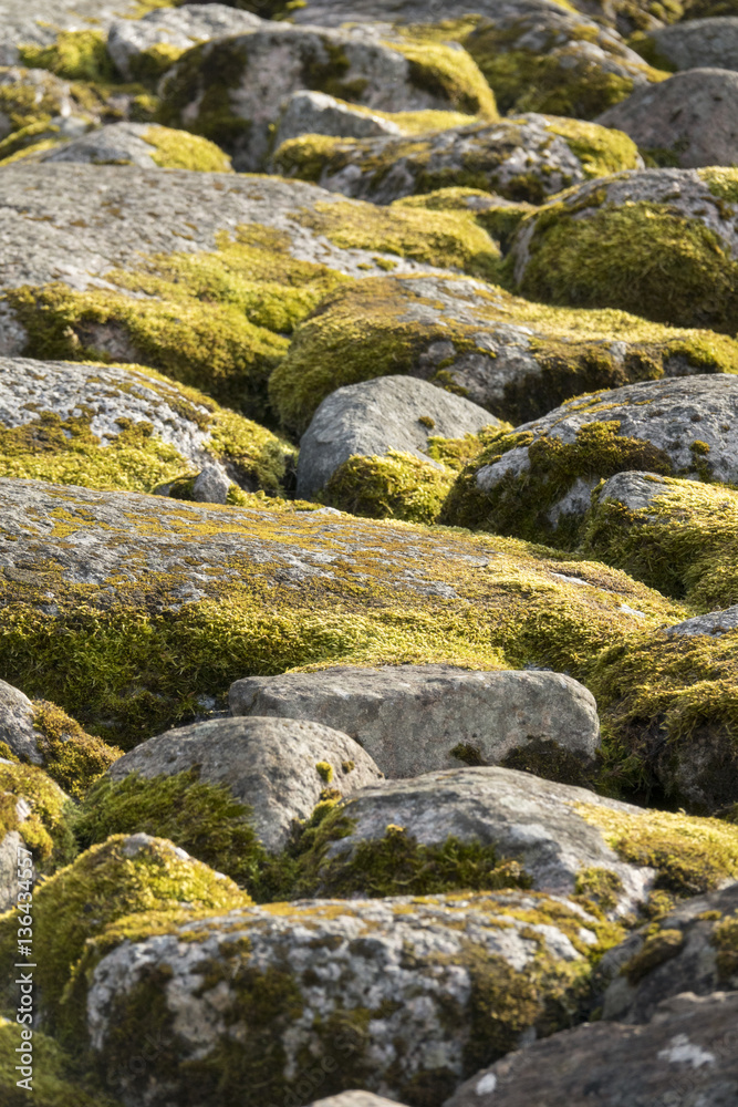 Stones with moss. Nature background with sunlight in summer. Stones with moss. Nature background with sunlight in summer.