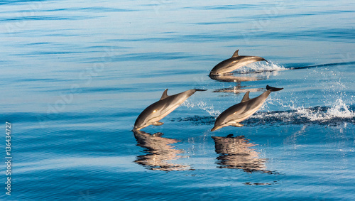 Delfini giovani che nuotano