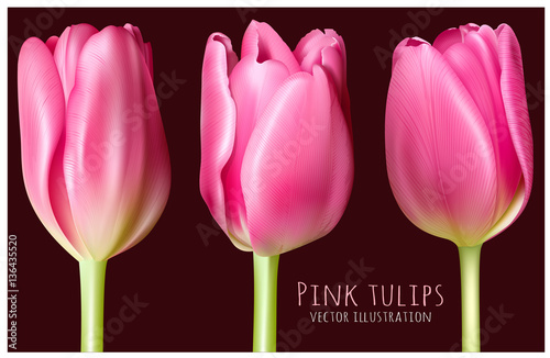 Spring pink tulips vector illustration