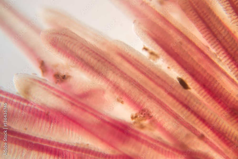 Gills of fish under the microscope.(soft focus and have Grain/Noise ) Stock 写真 Adobe Stock