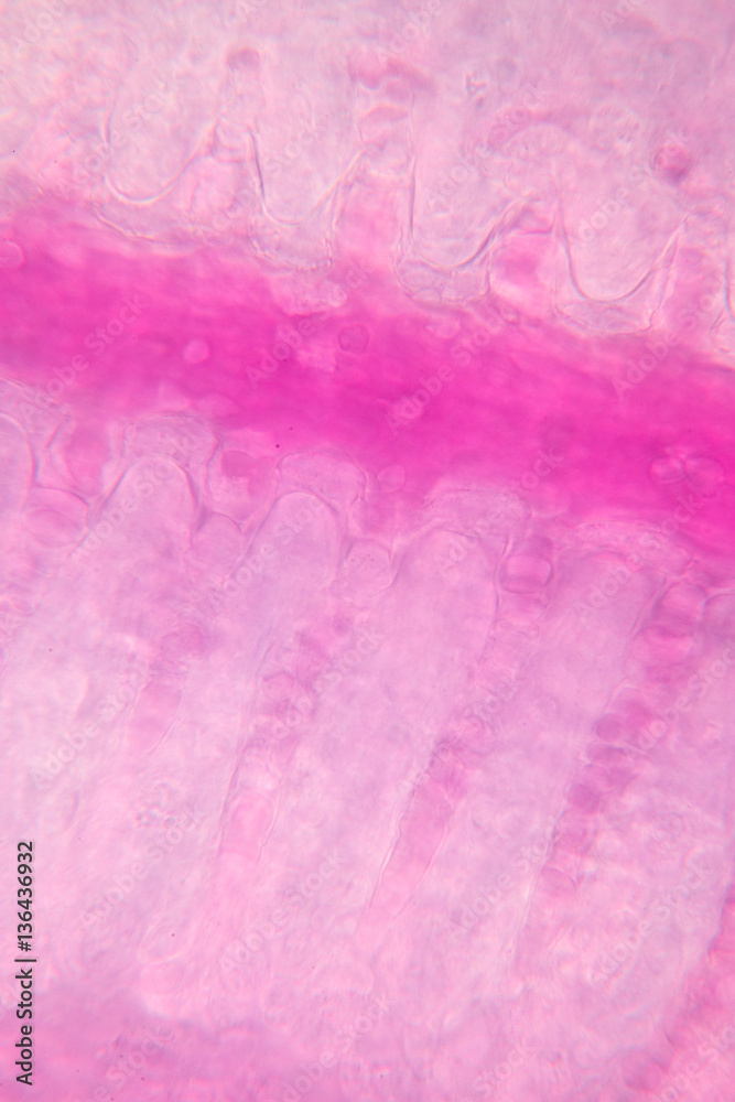 Fototapeta premium Gills of fish under the microscope.(soft focus and have Grain/Noise )