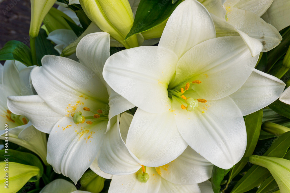 Beautiful white lily flowers Beautiful white lily flowers
