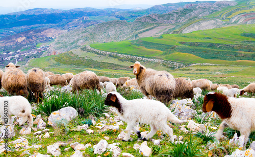 A flock of sheep in the mountains