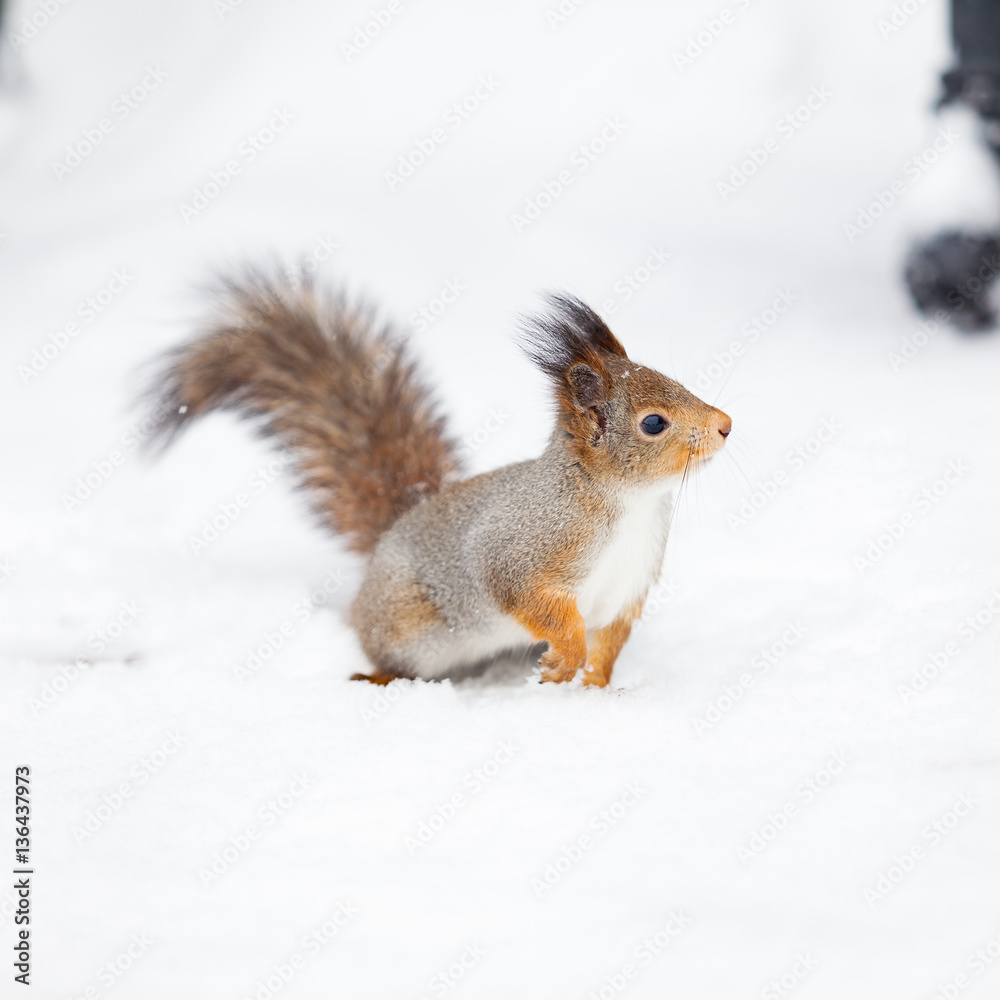 beautiful fluffy squirrel. Squirrel in the snow