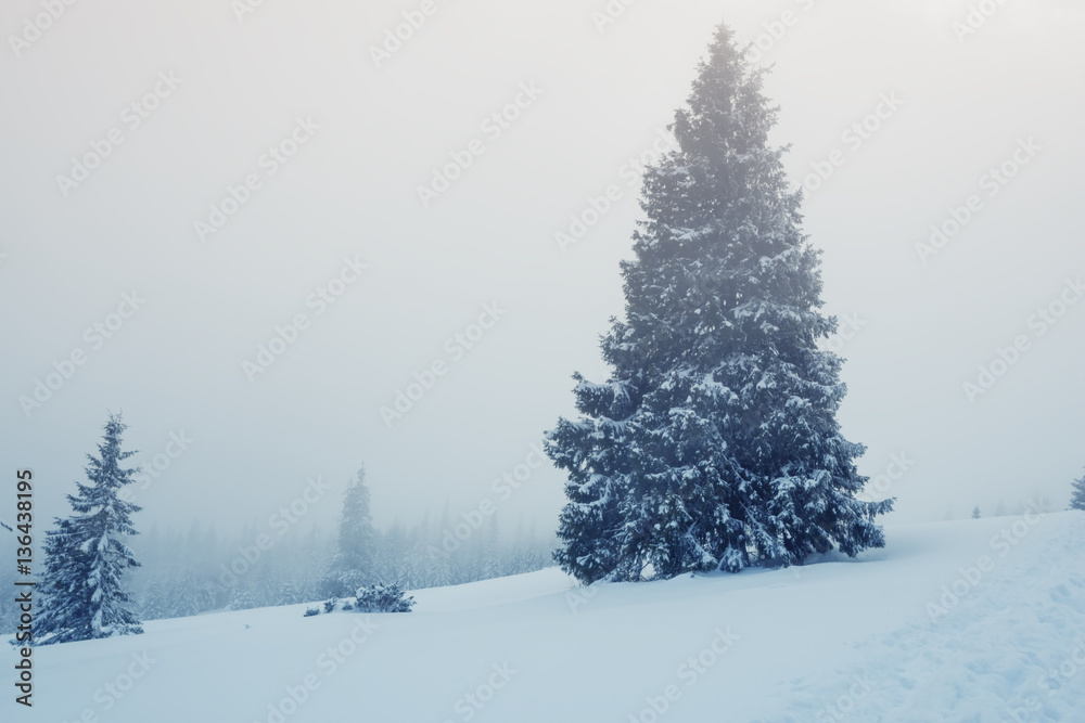 Mist covers the huge fir trees - the beginning of a snow storm
