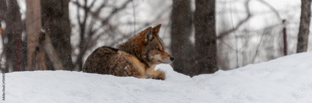 Fototapeta premium Coyote relaxing in the snow