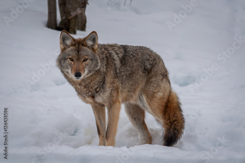 Coyote walking in the snow © Manuel Lacoste