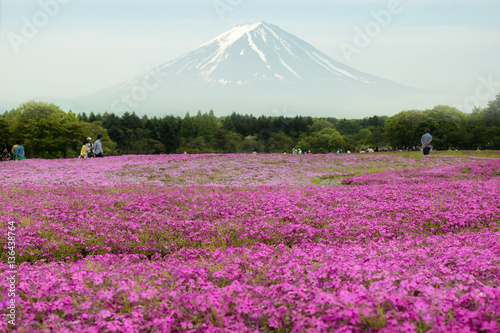Fototapeta Naklejka Na Ścianę i Meble -  Mt.Fuji with the field of pink moss at Yamanashi, Japan.