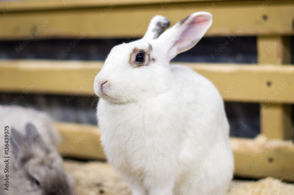 Cute white rabbit is sitting on wooden bachground Cute white rabbit is sitting on wooden bachground