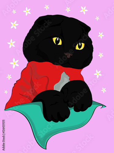 black scottish fold cat in pullover on colored background, vector, illustration