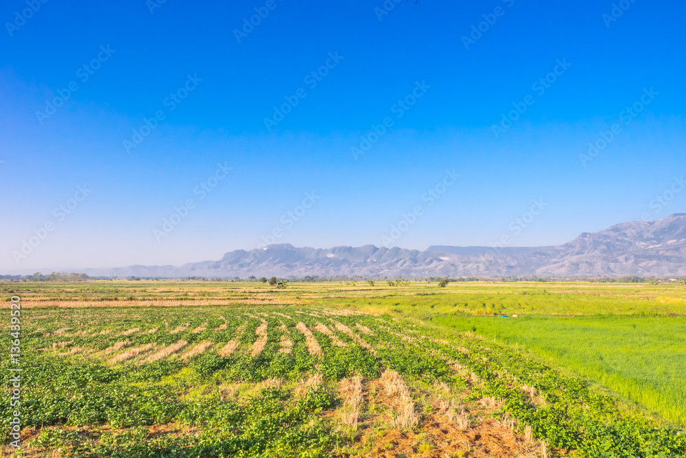 Countryside field and blue sky scenery