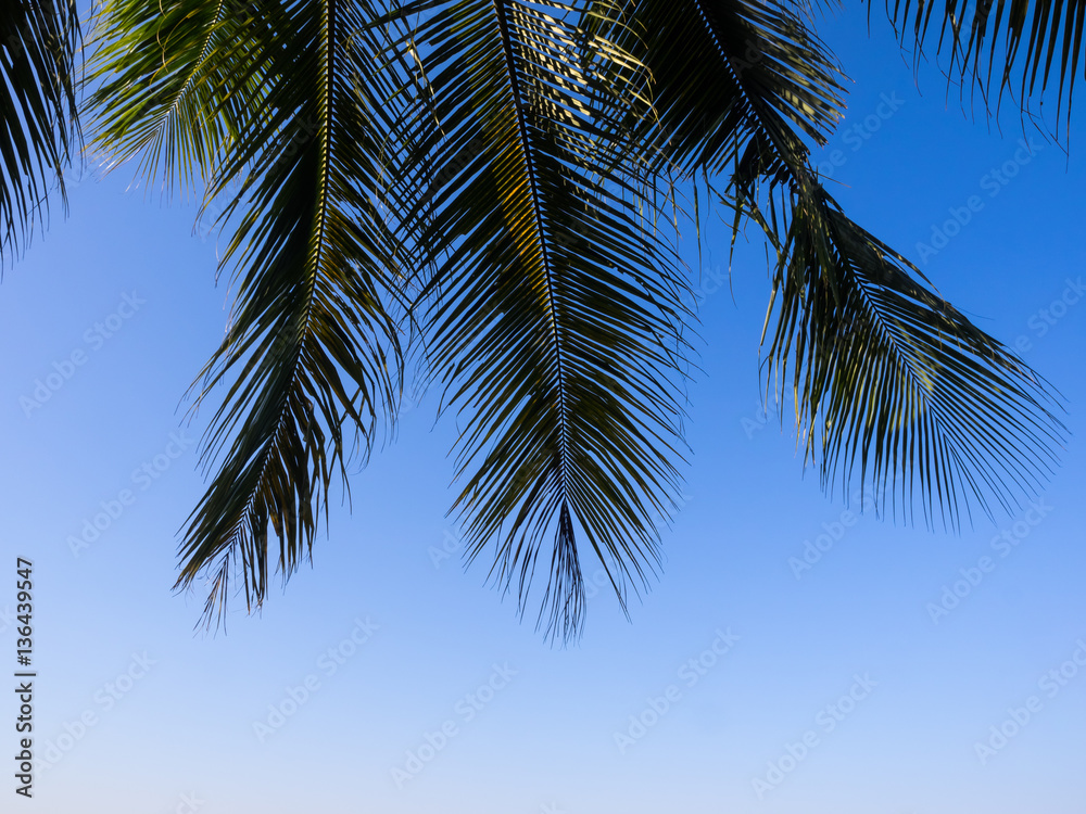 Coconut leaves on blue sky background