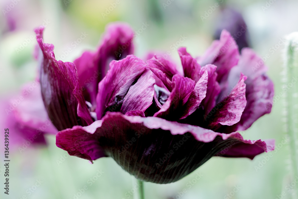 Fototapeta premium Black peony poppy (Papaver somniferum) flower closeup in full bloom and a rich burgundy wine color