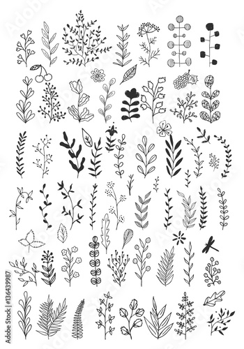 Hand drawn pencil flowers, leaves, herbs and branches. Big botanic collection. Vector. Isolated.