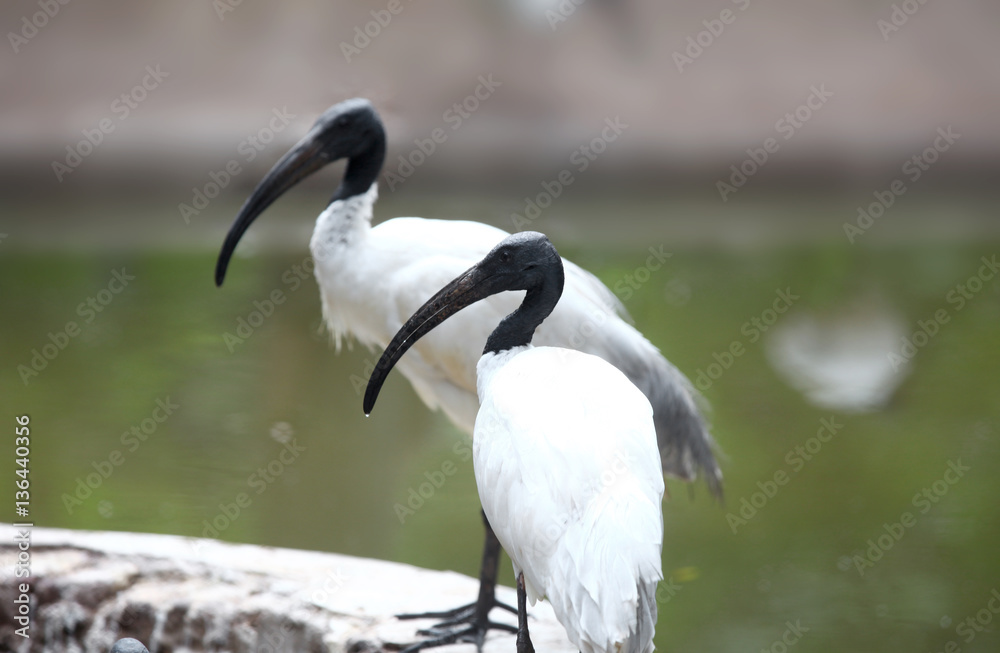 Obraz premium Black necked storks found in India