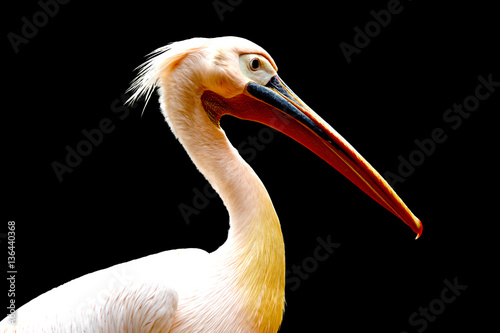 Pelican bird isolated on black background