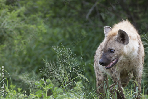 Portrait of free roaming african spotted hyena © Pedro Bigeriego