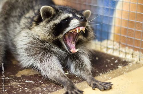 Close up portrait of cute raccoon with open mouth and grins. Funny raccoon yawn.