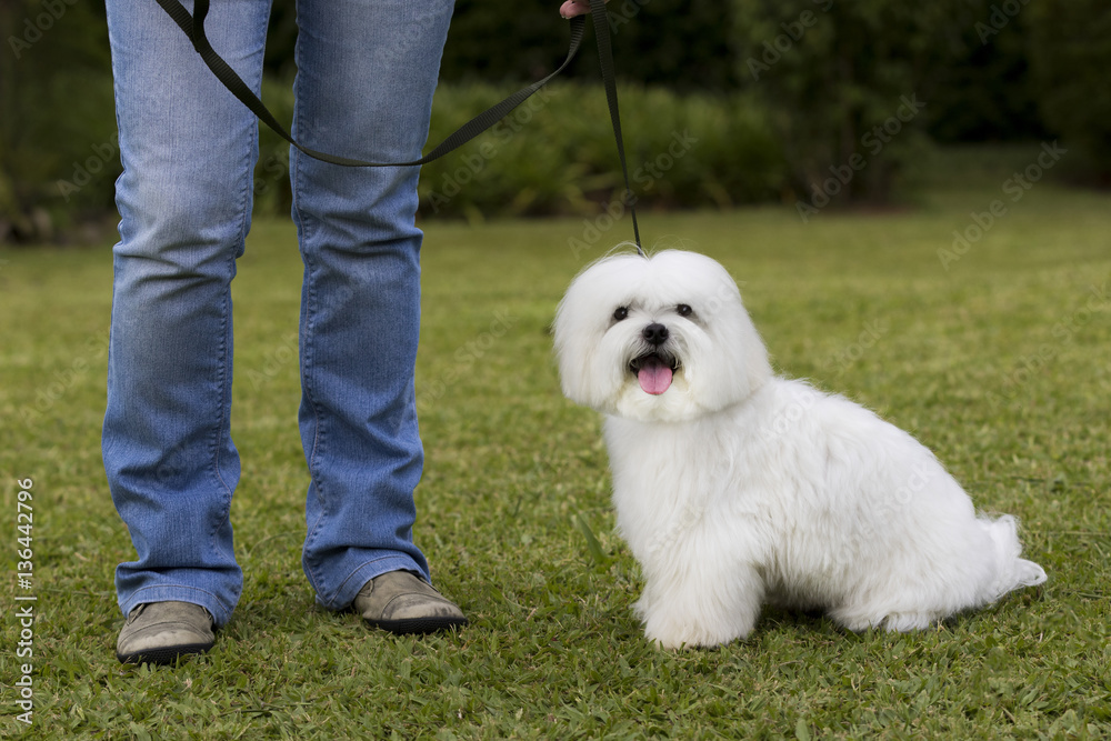 Do Maltese Need To Be Walked