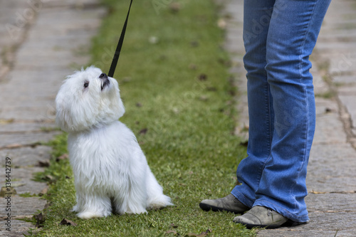 Bilde på lerret Dog going for a walk / White maltese dog ready to go for a walk with owner