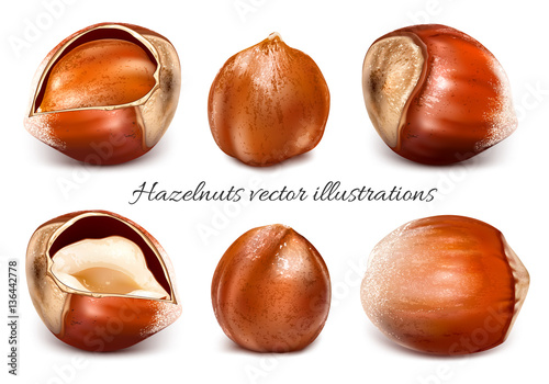 Collection of vector illustrations hazelnuts