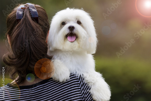 Dog and his owner / Brunette woman holding white maltese dog on her shoulder 