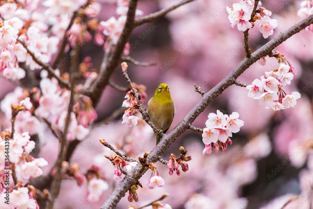 The Japanese White eye.The background is winter cherry blossoms. Located in Shinjuku, Tokyo Prefecture Japan. The Japanese White eye.The background is winter cherry blossoms. Located in Shinjuku, Tokyo Prefecture Japan.