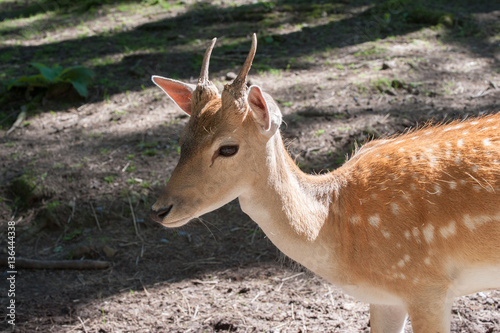 La biche photo