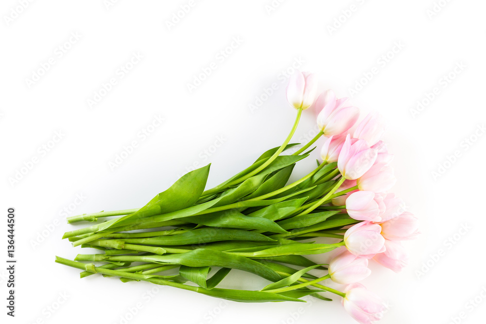 Pink tulips Pink tulips