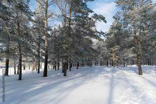 Beautiful Winter Forest or Park in Snow