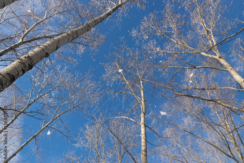 Winter Photo of Blue Sky Surrounded by the Treetops Winter Photo of Blue Sky Surrounded by the Treetops
